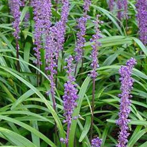 Liriope Super Blue Faux-muscari Super Blue - Liriope muscari super blue - Plantes