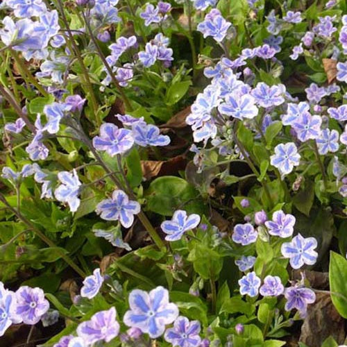 Omphalodes Cappadocica Starry Eyes - Omphalodes cappadocica starry eyes - Plantes