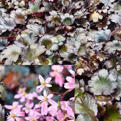 Saxifrage à feuilles noires Black Ruby - Saxifraga cortusifolia black ruby - Plantes