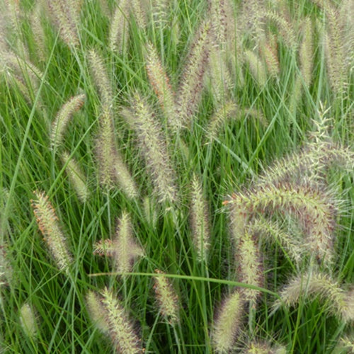 Herbe aux écouvillons Magic - Pennisetum alopecuroïdes magic - Plantes