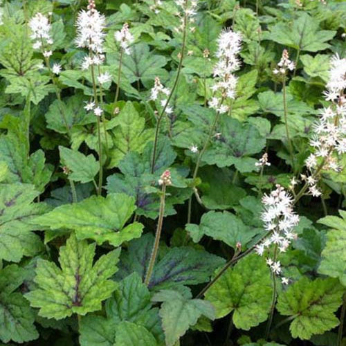 Tiarelle à feuille en cœur Running Tiger - Tiarella cordifolia running tiger - Plantes