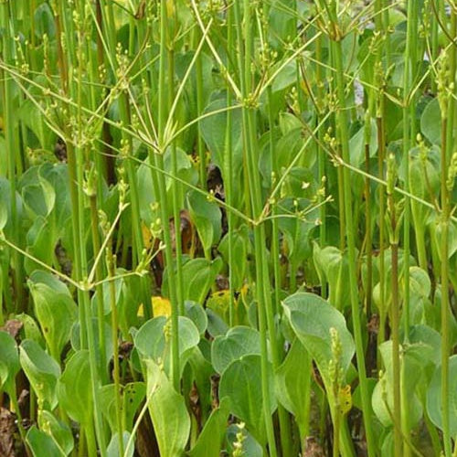 Plantain d'eau à petites fleurs - Willemse