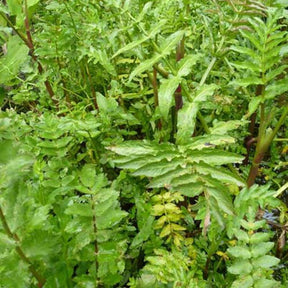 Petite berle cresson sauvage - Berula erecta - Plantes