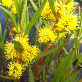 Lysimaque à fleurs en thyrse - Lysimachia thyrsiflora - Plantes