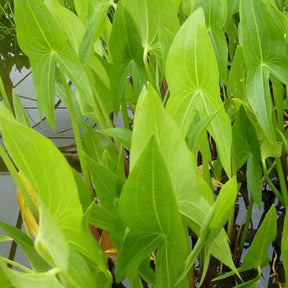 Sagittaire à larges feuilles Sagittaire obtuse Patate d'eau - Willemse