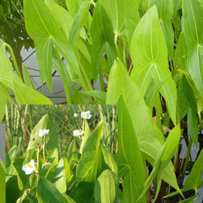 Sagittaire à larges feuilles Sagittaire obtuse Patate d'eau - Sagittaria latifolia - Willemse