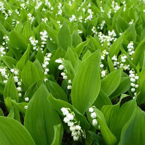 Muguet - Muguet blanc - Convallaria majalis