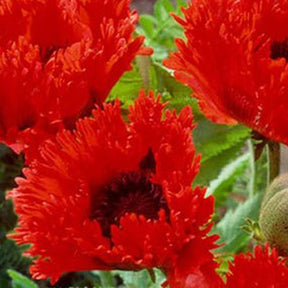 Pavot d'Orient Turkenlouis - Papaver orientale türkenlouis - Coquelicot géant Pavot