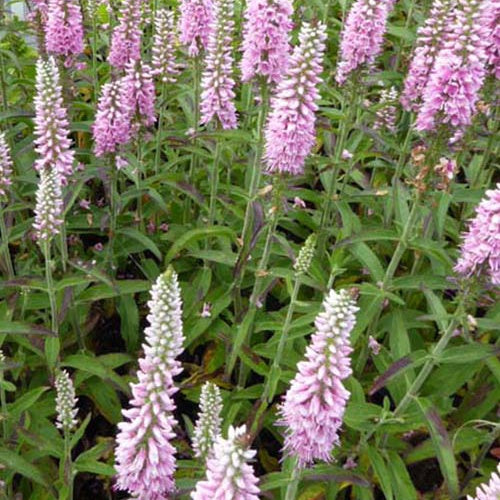 Véronique à longues feuilles Pink Eveline - Veronica longifolia pink eveline - Plantes