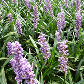 Liriope muscari Ingwersen - Liriope muscari ingwersen