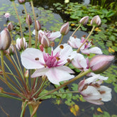 Jonc fleuri Butome en ombelle - Butomus umbellatus - Plantes de berges