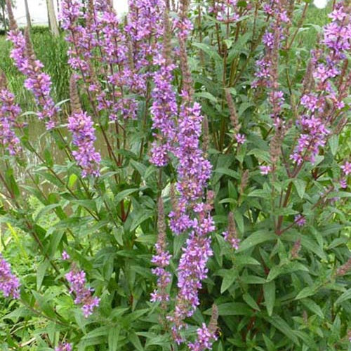 Salicaire commune - Lythrum salicaria - Plantes vivaces