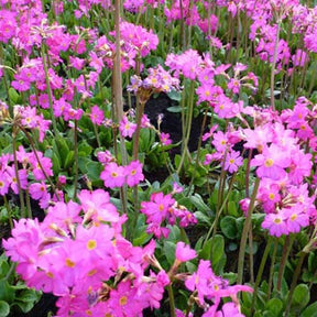 3 Primevère rose - Primula rosea grandiflora - Fleurs vivaces