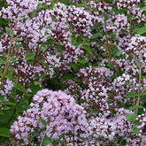 3 Origans communs - Origanum vulgare