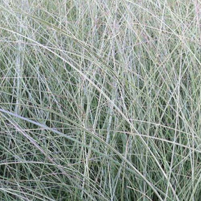 Eulalie Morning Light - Miscanthus sinensis morning light - Plantes vivaces