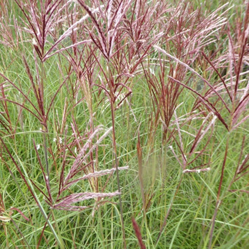 Eulalie Red Chief Roseau de Chine - Miscanthus sinensis red chief - Plantes