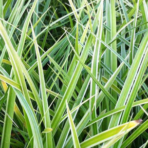 Laîche du Japon panachée - Carex - Carex morrowii variegata