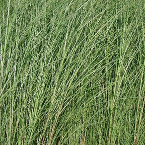 Eulalie Gracillimus - Miscanthus sinensis gracillimus