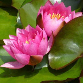 Nénuphar James Brydon - Nymphaea james brydon