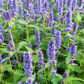 Agastache Blue Fortune - Willemse