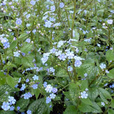 Myosotis du Caucase Alexander Great - Willemse