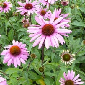 Marguerite pourpre - Echinacée pourpre - Echinacea purpurea - Willemse