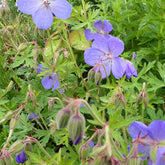 Géranium vivace Johnson's Blue - Willemse