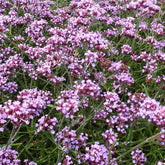 Verveine de Buenos Aires naine Lollipop - Verbena bonariensis Lollipop