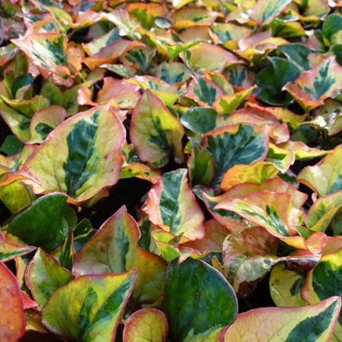 Houttuynia cordata Chameleon - Houttuynia cordata chameleon - Plantes aquatiques