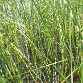 Jonc des chaisiers zébré - Schoenoplectus tabernaemontani zebrinus - Plantes