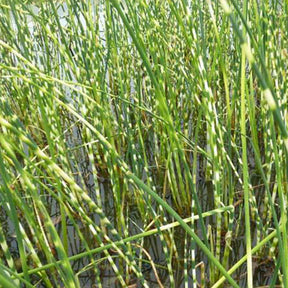 Jonc des chaisiers zébré - Schoenoplectus tabernaemontani zebrinus - Plantes