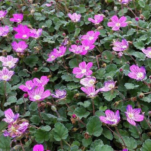 Erodium Bishops Form - Erodium variabile bishops form