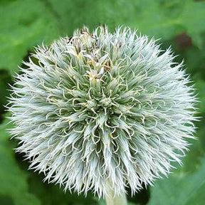 Boule azurée Arctic Glow - Chardon boule - Echinops sphaerocephalus arctic glow - Fleurs vivaces