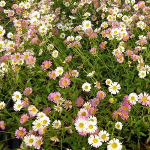 Vergerette - Erigeron karvinskianus - Erigeron karvinskianus Blutenmeer - Willemse