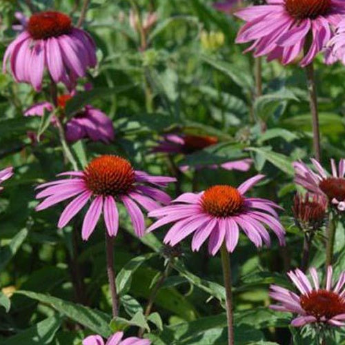 Rudbeckia pourpre Magnus Superior - Echinacea - Echinacea purpurea magnus superior