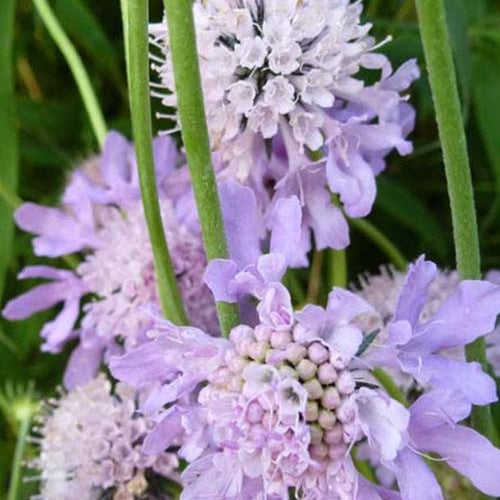 Scabieuse colombaire - Scabiosa columbaria