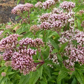 Eupatoire chanvrine - Eupatorium cannabinum