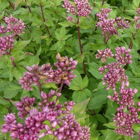 Eupatoire chanvrine - Eupatorium cannabinum