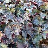 Heuchère Palace Purple - Heuchera micrantha 'palace purple'