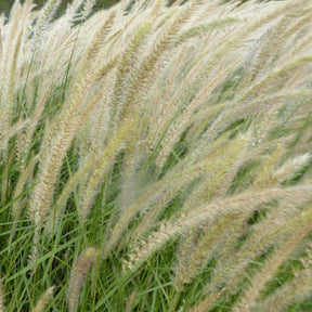 Herbe aux écouvillons d'Orient Fairy Tails - Pennisetum - Pennisetum orientale fairy tails