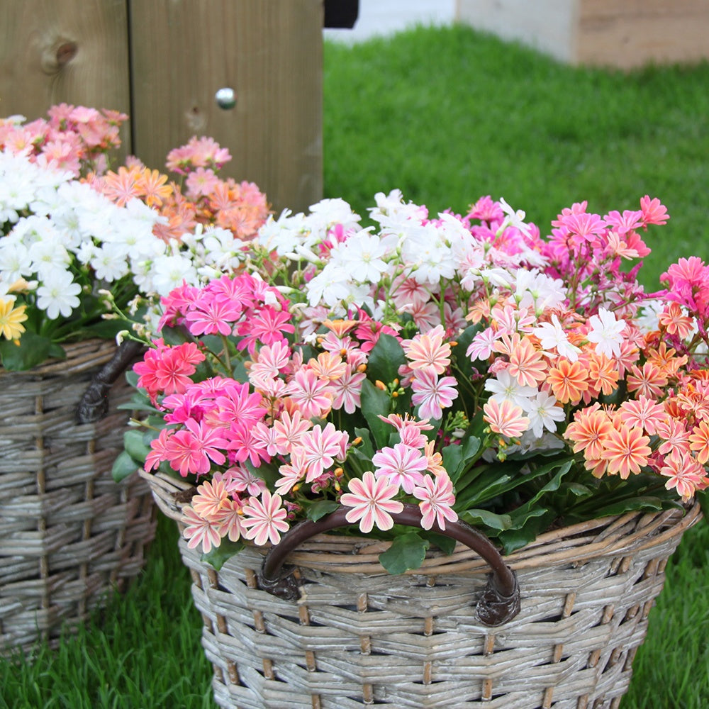 3 Lewisia Elise en mélange - Lewisia cotyledon elise - Plantes vivaces