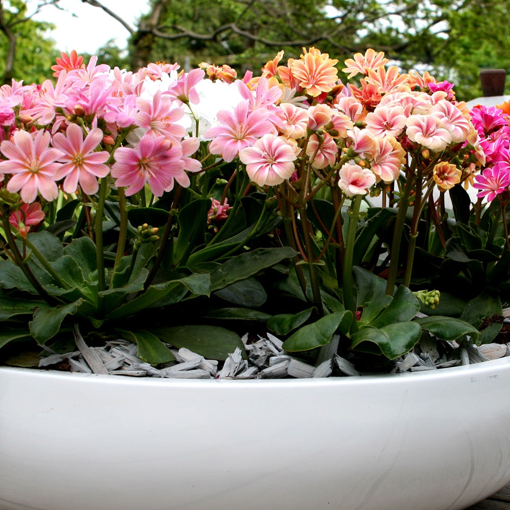 3 Lewisia Elise en mélange - Lewisia cotyledon elise