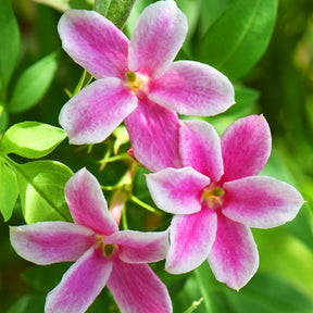 Jasmin Starry Summer Scent - Jasminum x stephanense Starry Summer Scent - Willemse