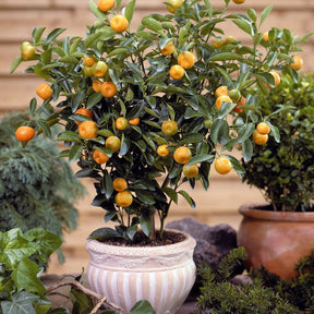 Calamondin - Plantes