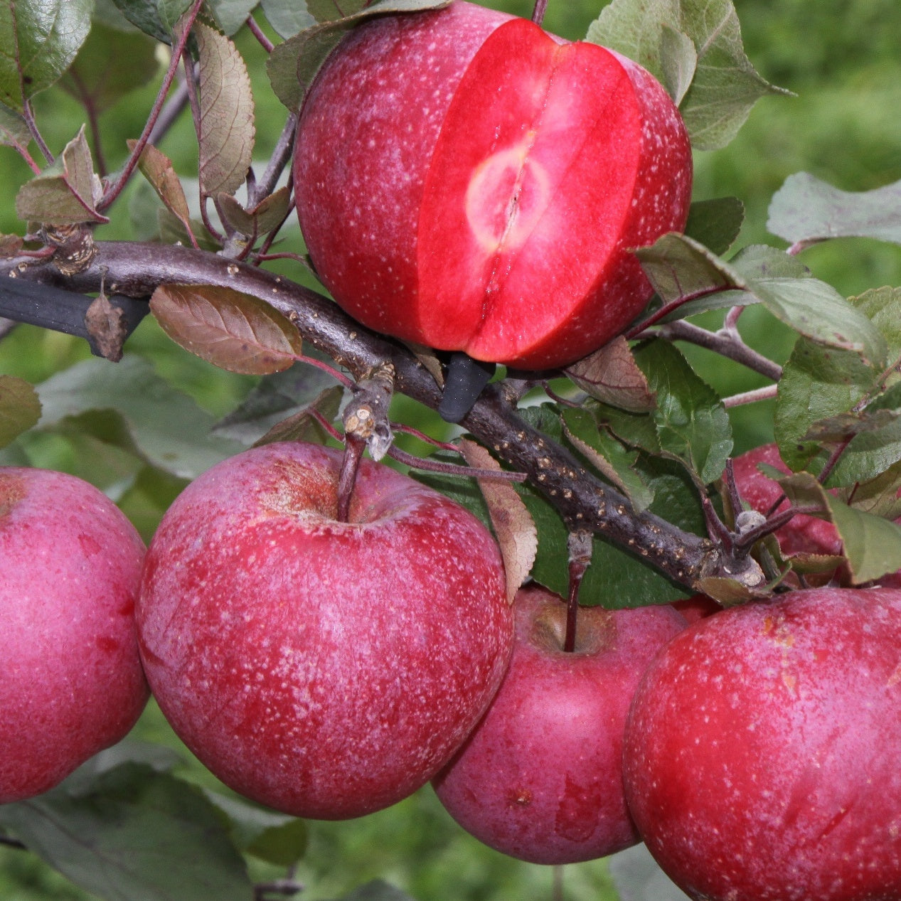 Pommier Pulpe Rouge - Plantes