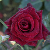 Rosier buisson Black Baccara ® Meidebenne - Willemse