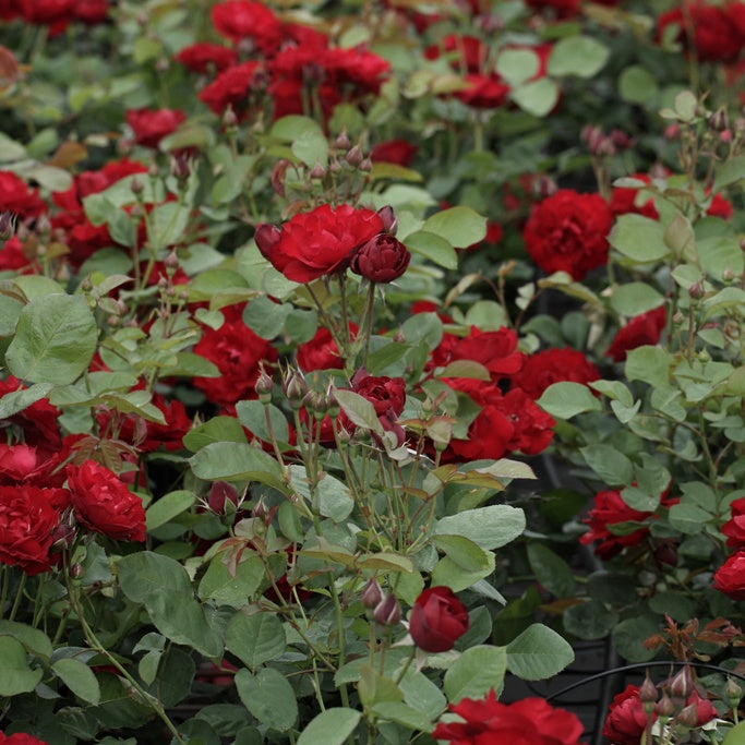 Rosier Lili Marlène, Rosier Lilli Marleen - Rosa Lili Marleen - Plantes