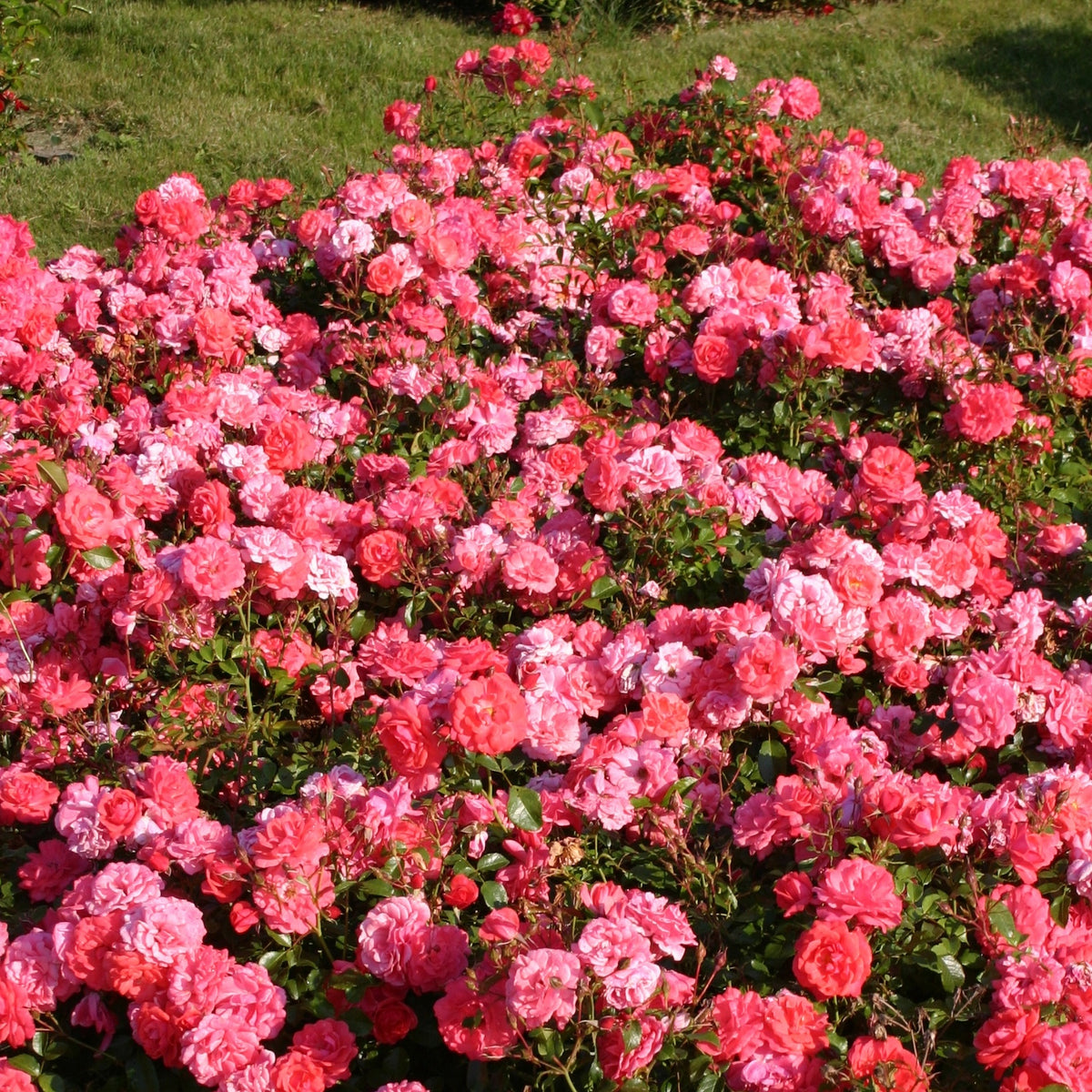 Rosier  Bonapart ® - Rosa Bonapart ® - Plantes