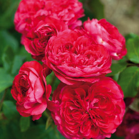 Rosier rouge Leonardo Da Vinci® - Rosa Leonardo da Vinci ® - Plantes