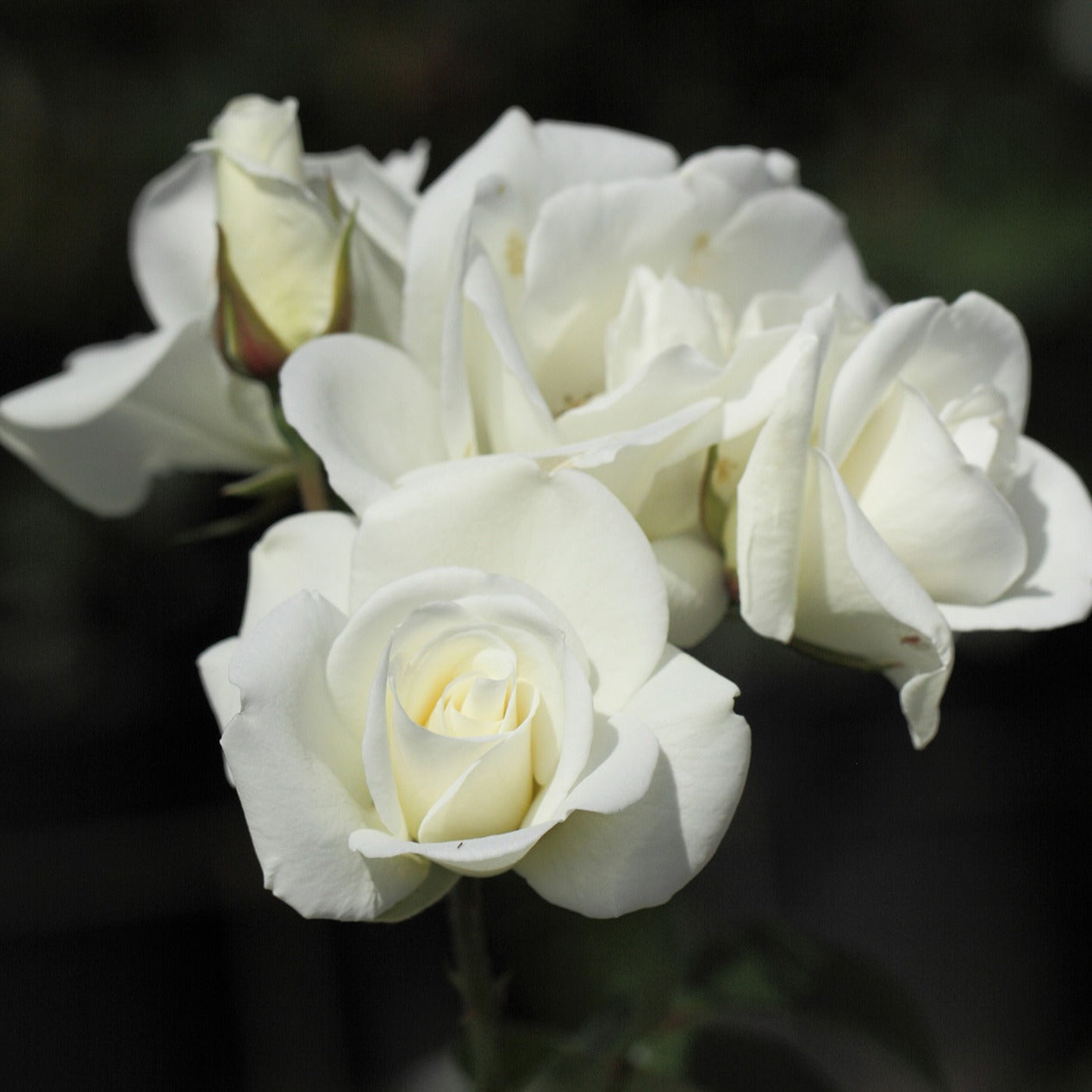 Rosier Iceberg® Rosier Fée des neiges - Willemse